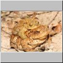 Bufo bufo - Erdkroete 12a Niedringhaussee.jpg